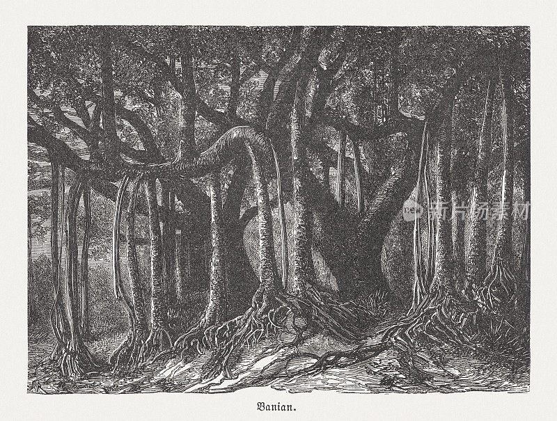 Banyan (Ficus benghalensis)，木版，出版于1894年